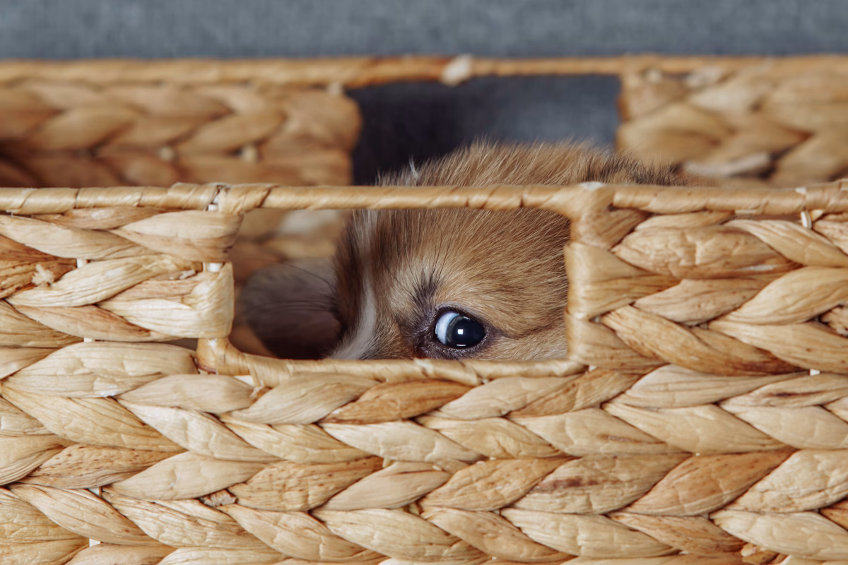 5 Effective Ways to Calm an Anxious Dog During Fireworks or Storms 1 5 Effective Ways to Calm an Anxious Dog During Fireworks or Storms