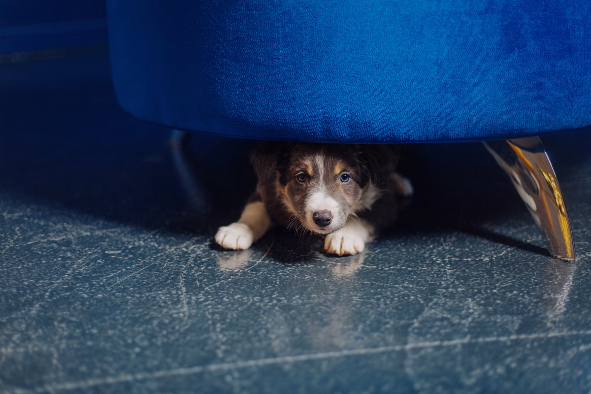 5 Effective Ways to Calm an Anxious Dog During Fireworks or Storms 2 5 Effective Ways to Calm an Anxious Dog During Fireworks or Storms