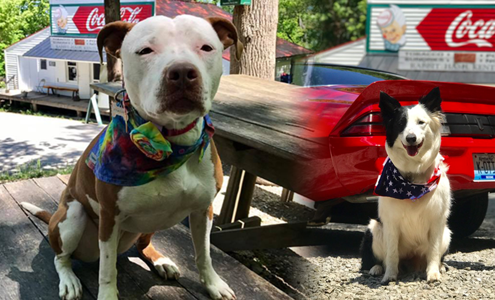 Interview: Meet Rabbit Hash’s Pitbull Mayor Brynn & Her Collie Ambassador, Lady
