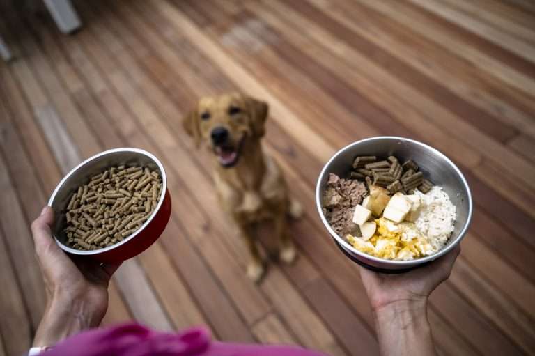 Feeding Regimen for a Dog