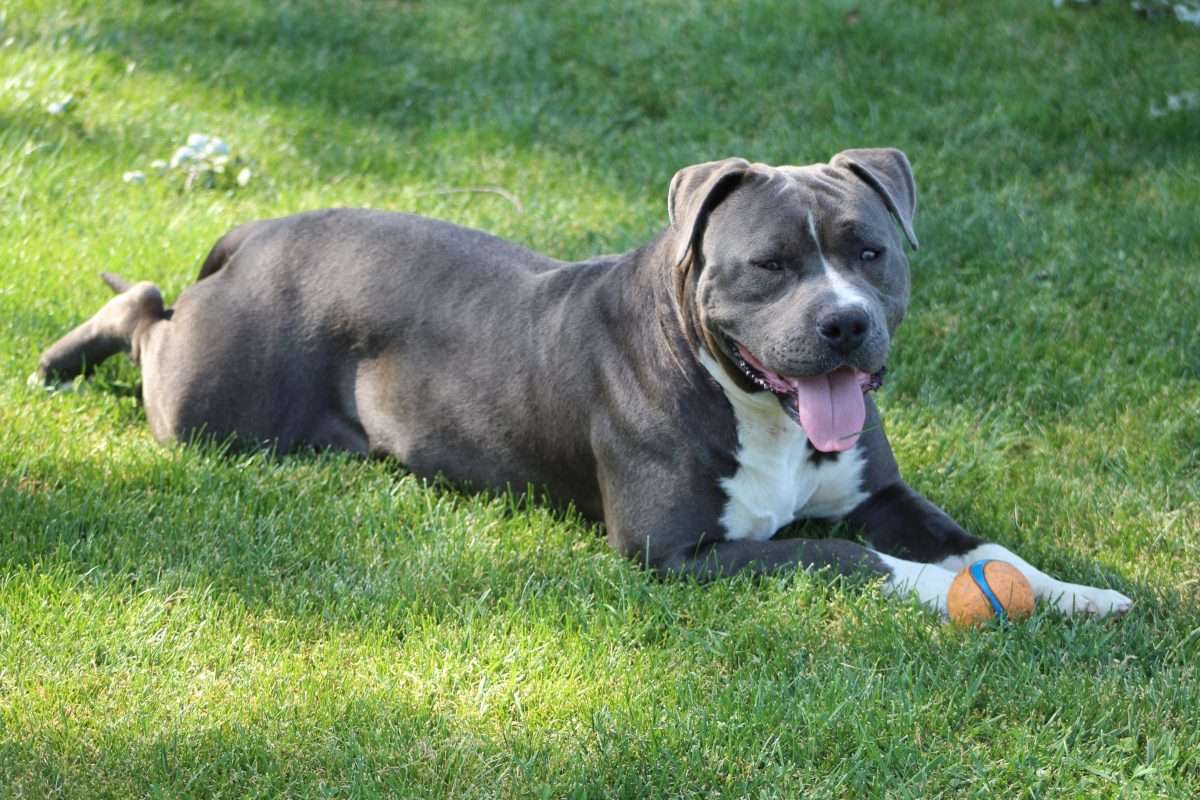 Final Countdown to Exemption for XL Bullies 2 Final Countdown to Exemption for XL Bullies