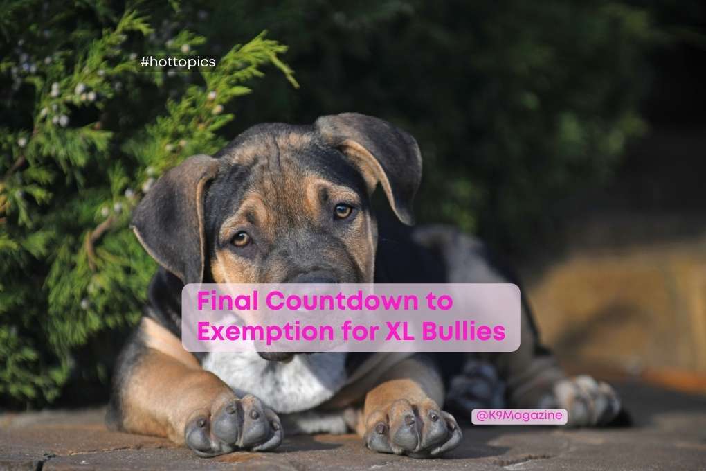 Final Countdown to Exemption for XL Bullies 1 Final Countdown to Exemption for XL Bullies