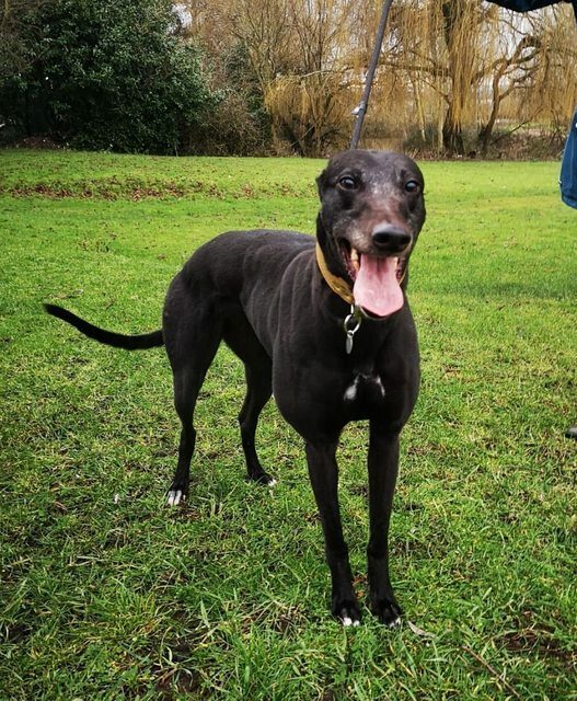 13 Black Dogs Who Need Some Luck 13 13 Black Dogs Who Need Some Luck