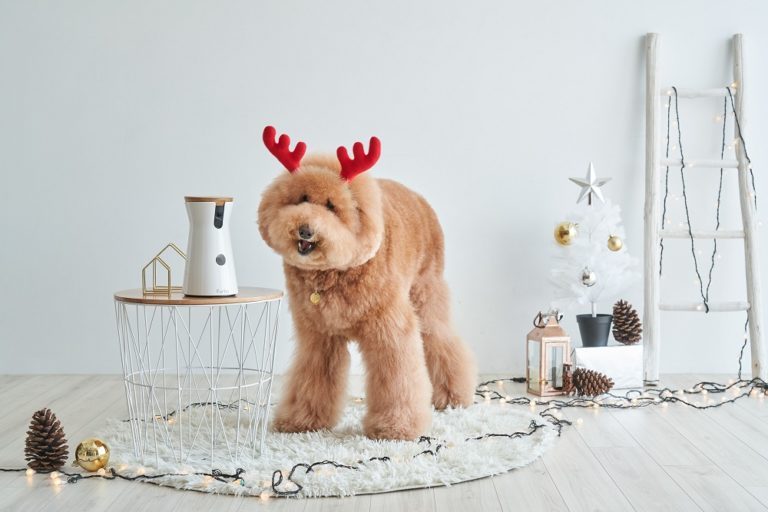 The Best Black Friday Deals We’ve Found for Dogs 48 The Best Black Friday Deals We’ve Found for Dogs
