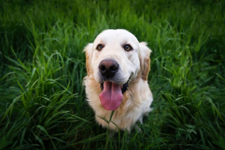 eBook: 100 Ways to Extend Your Dog's Life 2 eBook: 100 Ways to Extend Your Dog's Life