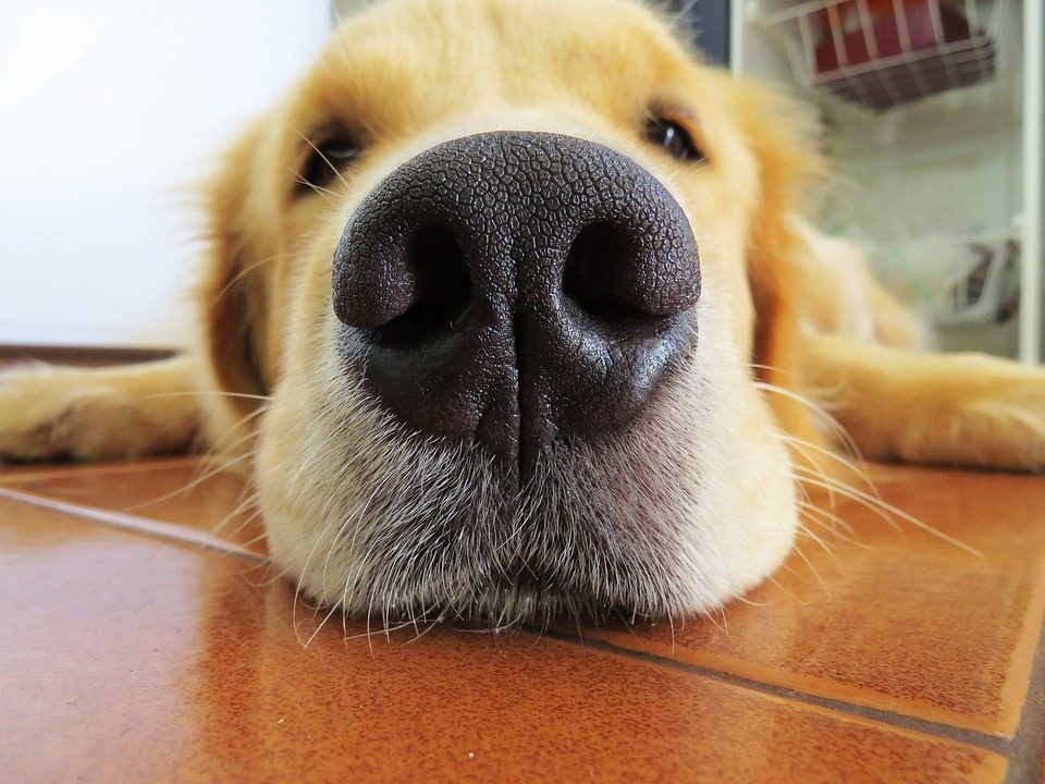 How to Get Rid of Fleas On Your Dog 1 How to Get Rid of Fleas On Your Dog