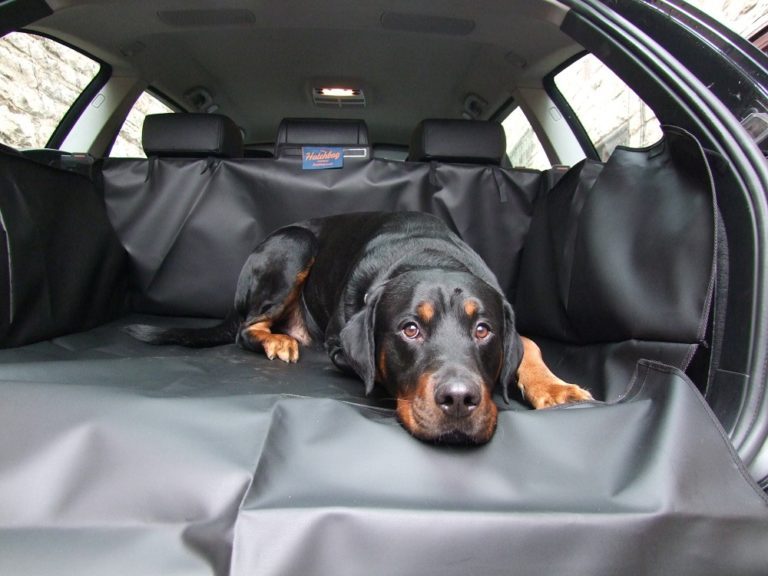 If You're Looking to Get out & About With Your Dog, You Might Need This 16 If You're Looking to Get out & About With Your Dog, You Might Need This
