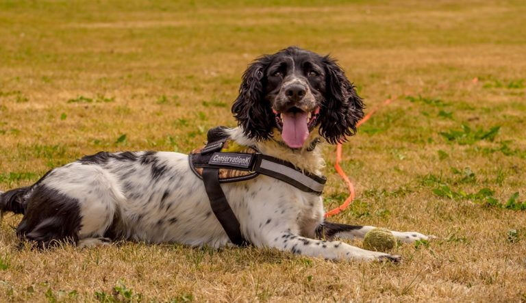 Could Your Dog Do What This Dog Does?