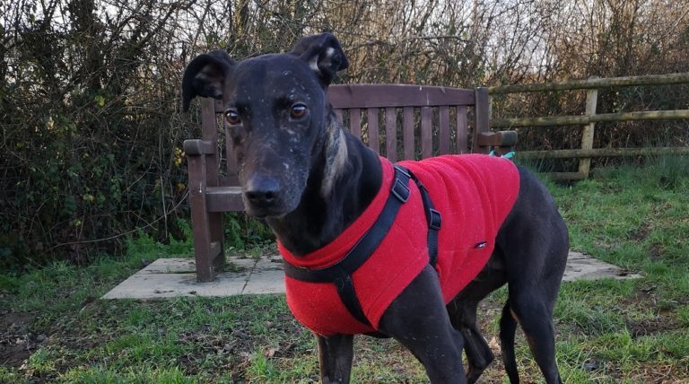 This Dog's a Real Hero: Here's Why 50 This Dog's a Real Hero: Here's Why