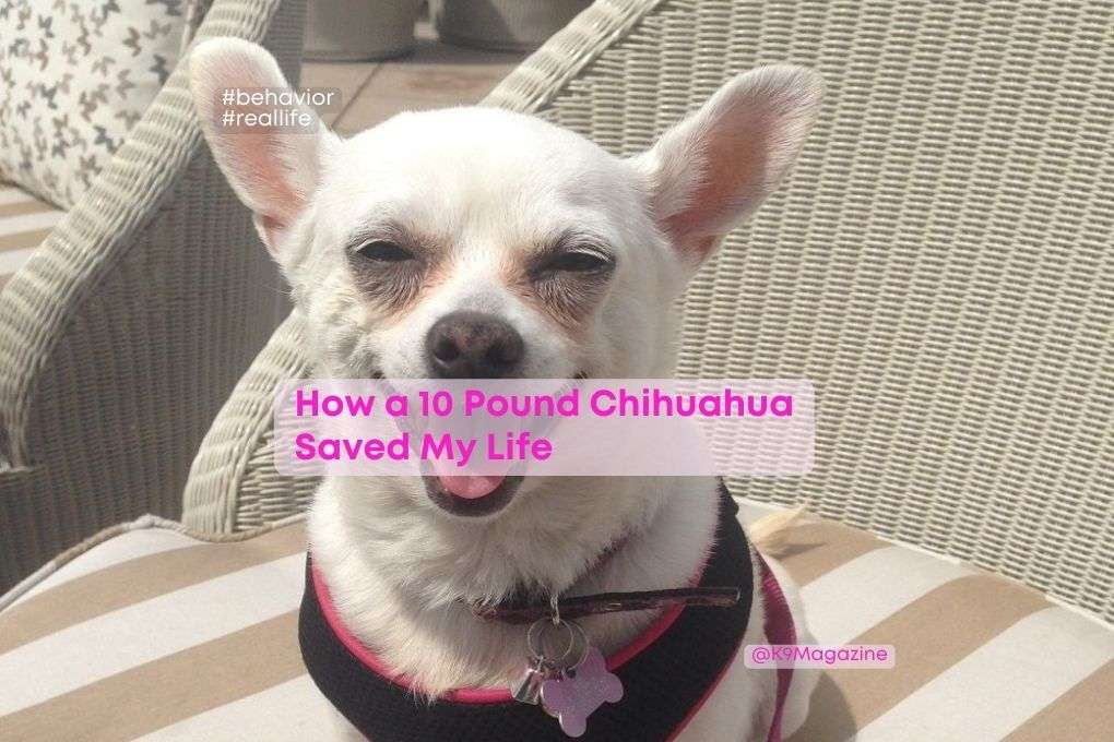 How a 10 Pound Chihuahua Saved My Life
