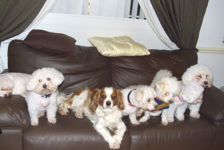 I Rescued a Puppy Farm Dog & It Changed My Life 8 I Rescued a Puppy Farm Dog & It Changed My Life