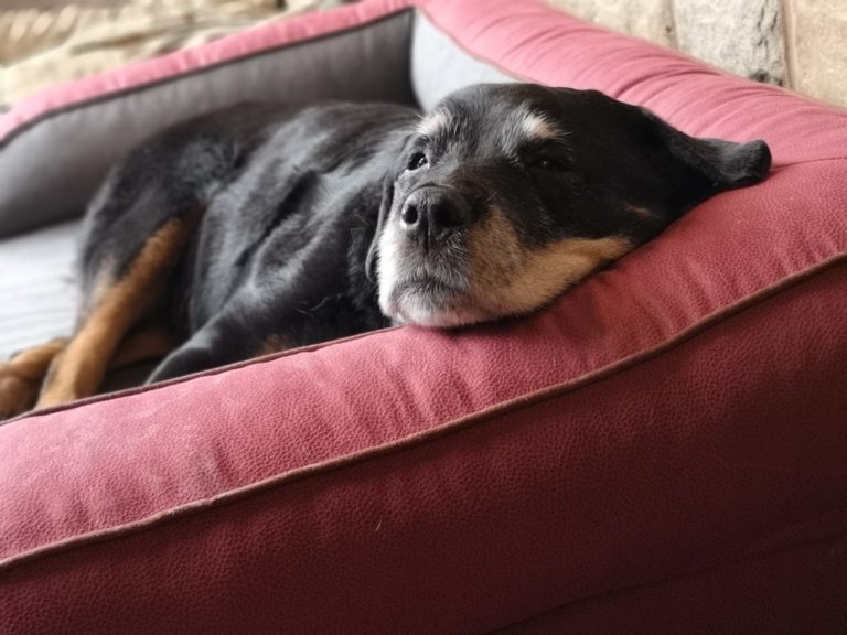 I've Waited for a Dog Bed Like This for Years, Would You Like One Too?