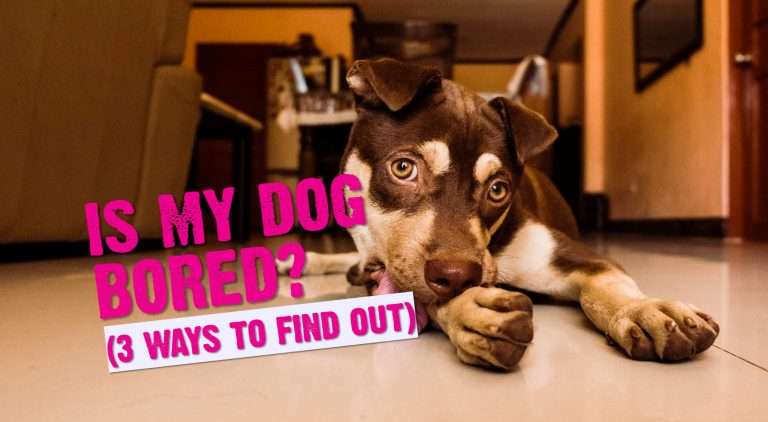 Is My Dog Bored? (3 Simple Tests Every Dog Owner Should Try)