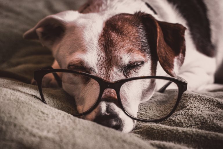 Thinking of Getting a New Dog? Read This First 54 Thinking of Getting a New Dog? Read This First