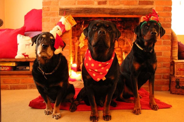 7 Products We Think Will Be on Your Dog’s Wish List This Xmas 46 7 Products We Think Will Be on Your Dog’s Wish List This Xmas