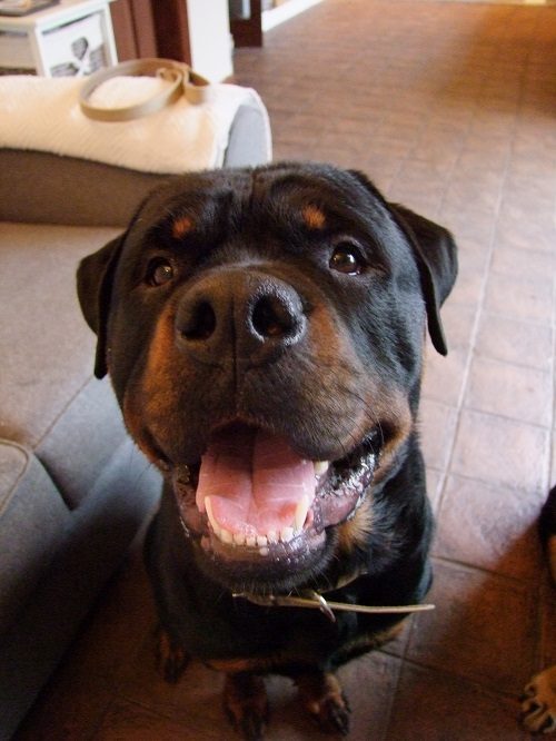 Bespoke Dog Collars on Test: What's the Real Difference?