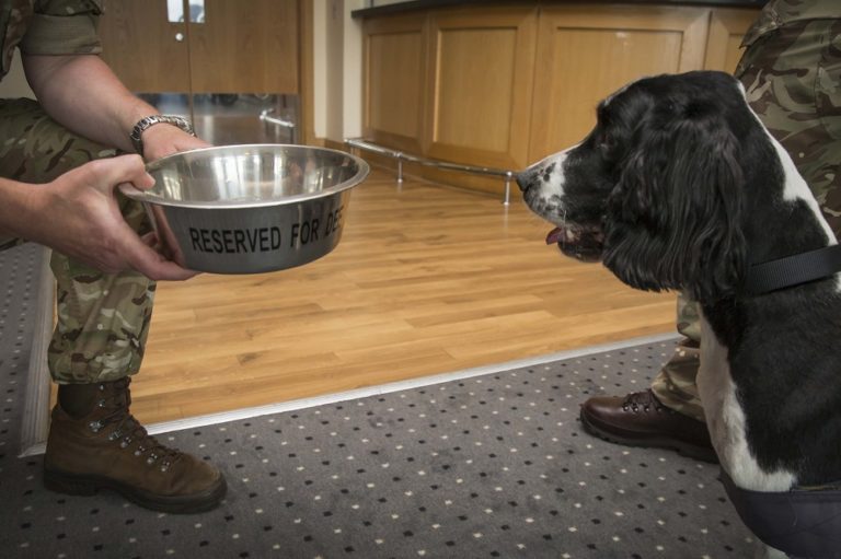 Attention! Meet the Spaniel Who Retired from Active Duty to Become Sergeant at RAF Lossiemouth