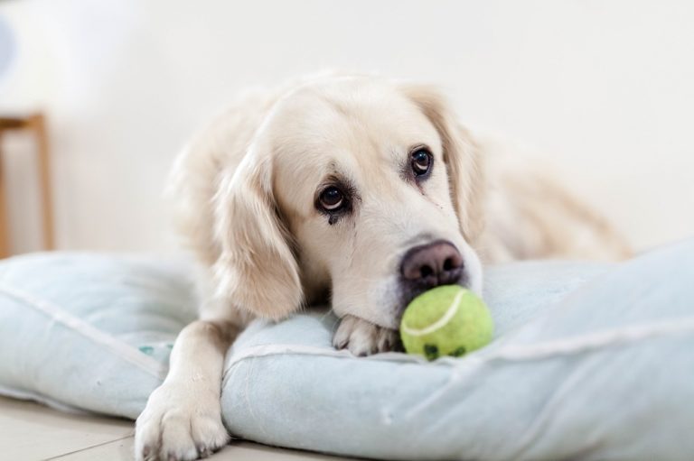 Help! My Dog Destroys The House When Left Alone