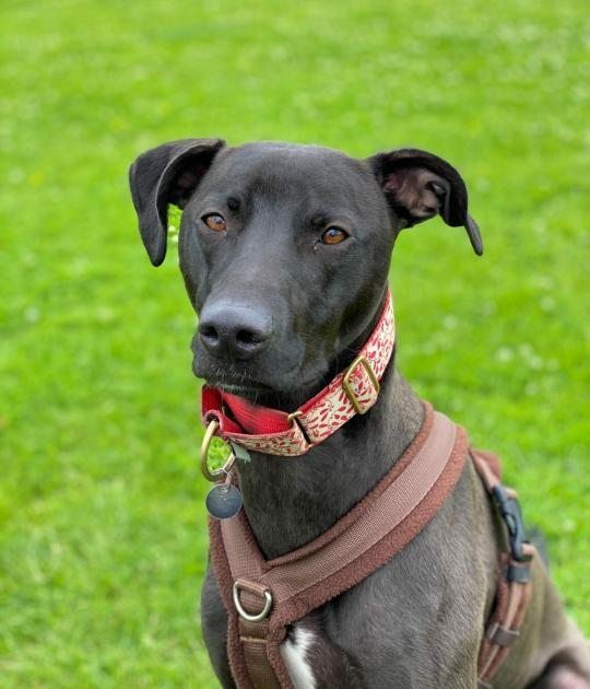 13 Black Dogs Who Need Some Luck 7 13 Black Dogs Who Need Some Luck