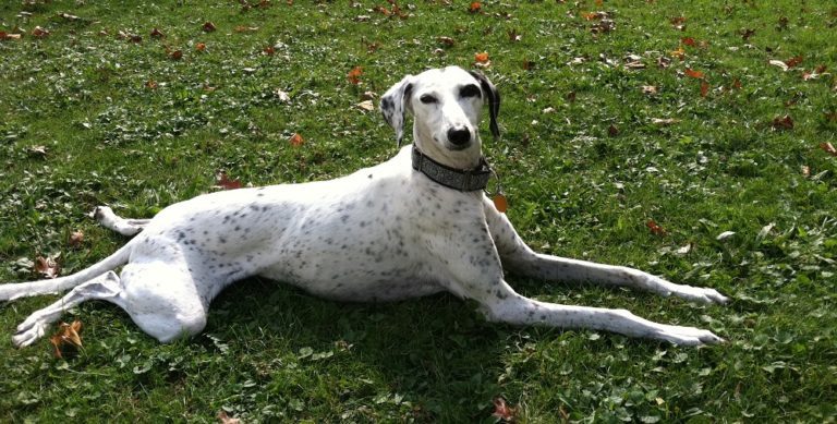 How One Dog Opened Her Owner's Eyes to a Whole New World 76 How One Dog Opened Her Owner's Eyes to a Whole New World