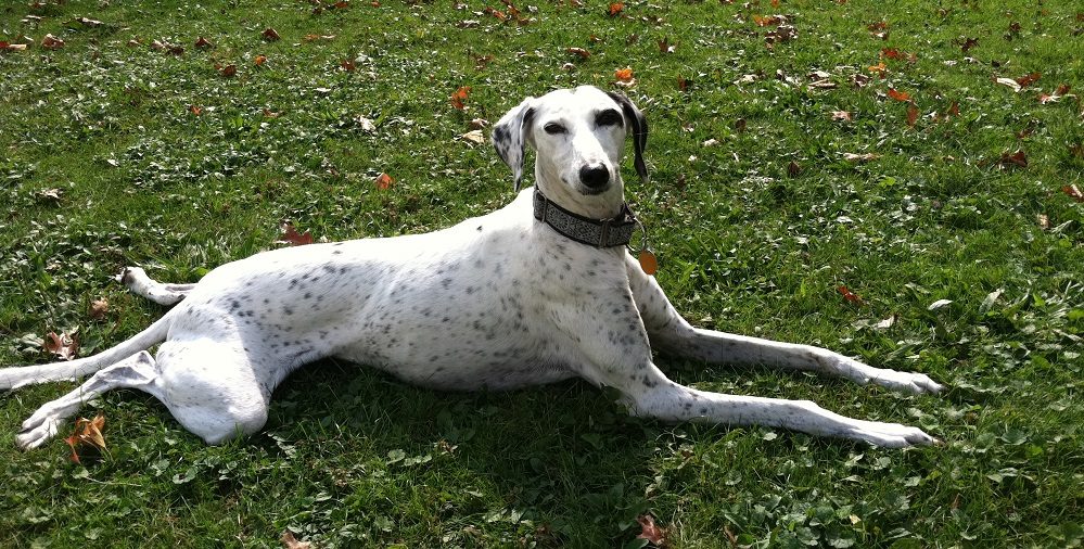 How One Dog Opened Her Owner's Eyes to a Whole New World