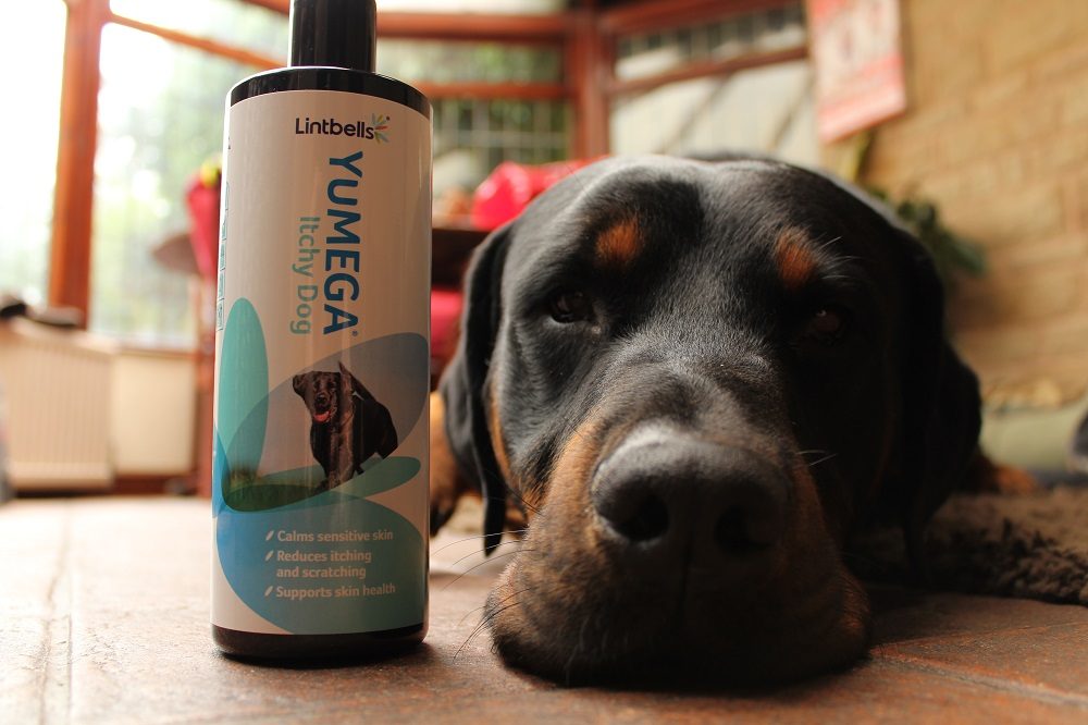 Did YuMEGA Itchy Dog Solve Danny's Dry Skin? Our Review's Here 1 Did YuMEGA Itchy Dog Solve Danny's Dry Skin? Our Review's Here