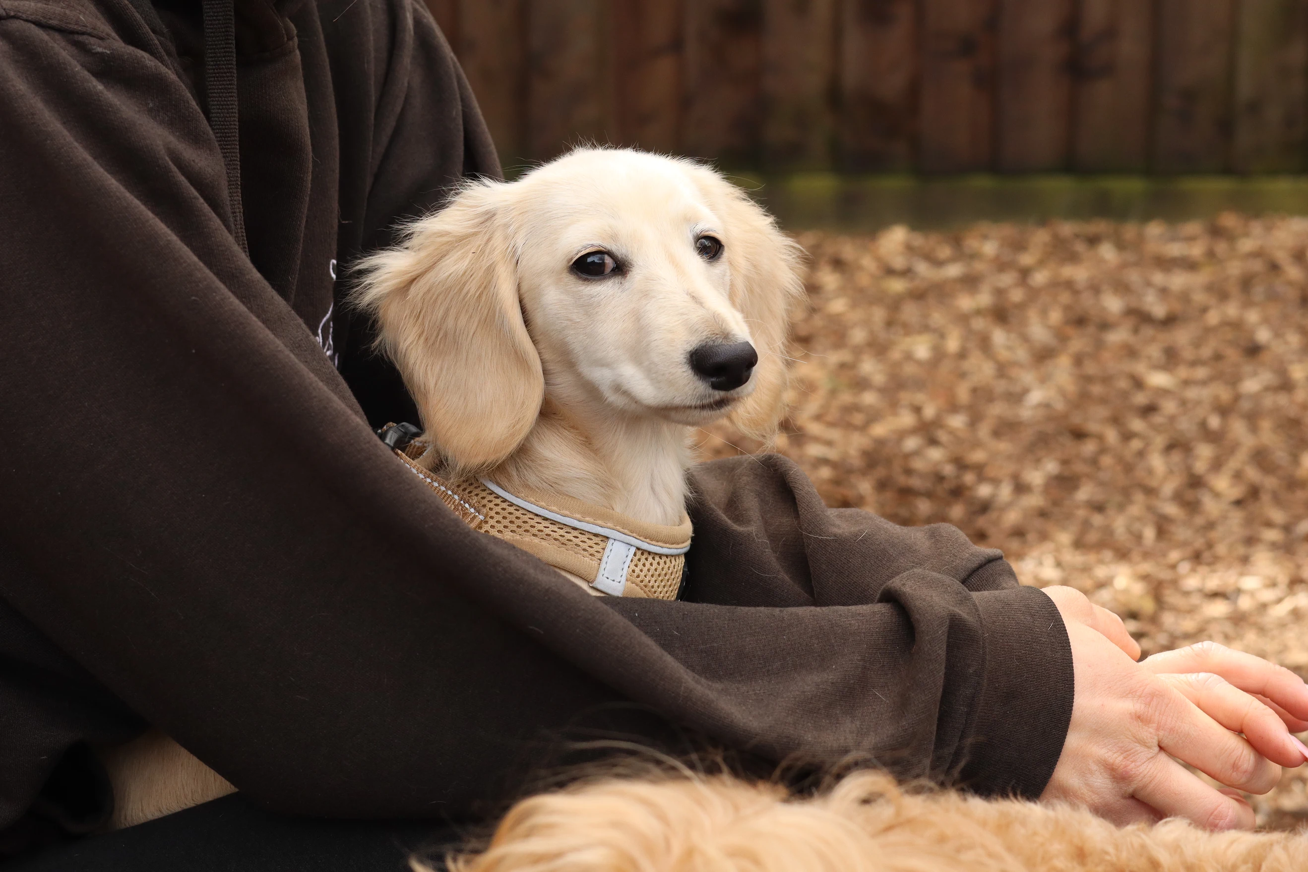 Luxury Dog Hotels London: 5 Premium Stays for Pampered Pooches 5 Luxury Dog Hotels London: 5 Premium Stays for Pampered Pooches