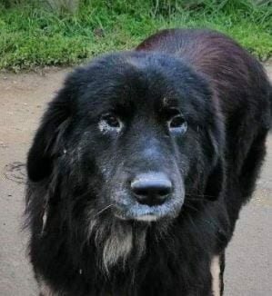13 Black Dogs Who Need Some Luck 3 13 Black Dogs Who Need Some Luck