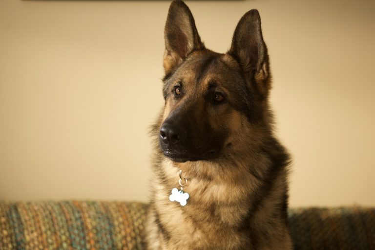 The Story of Rex: The Bomb-Sniffing Dog Who Inspired a Film 26 The Story of Rex: The Bomb-Sniffing Dog Who Inspired a Film