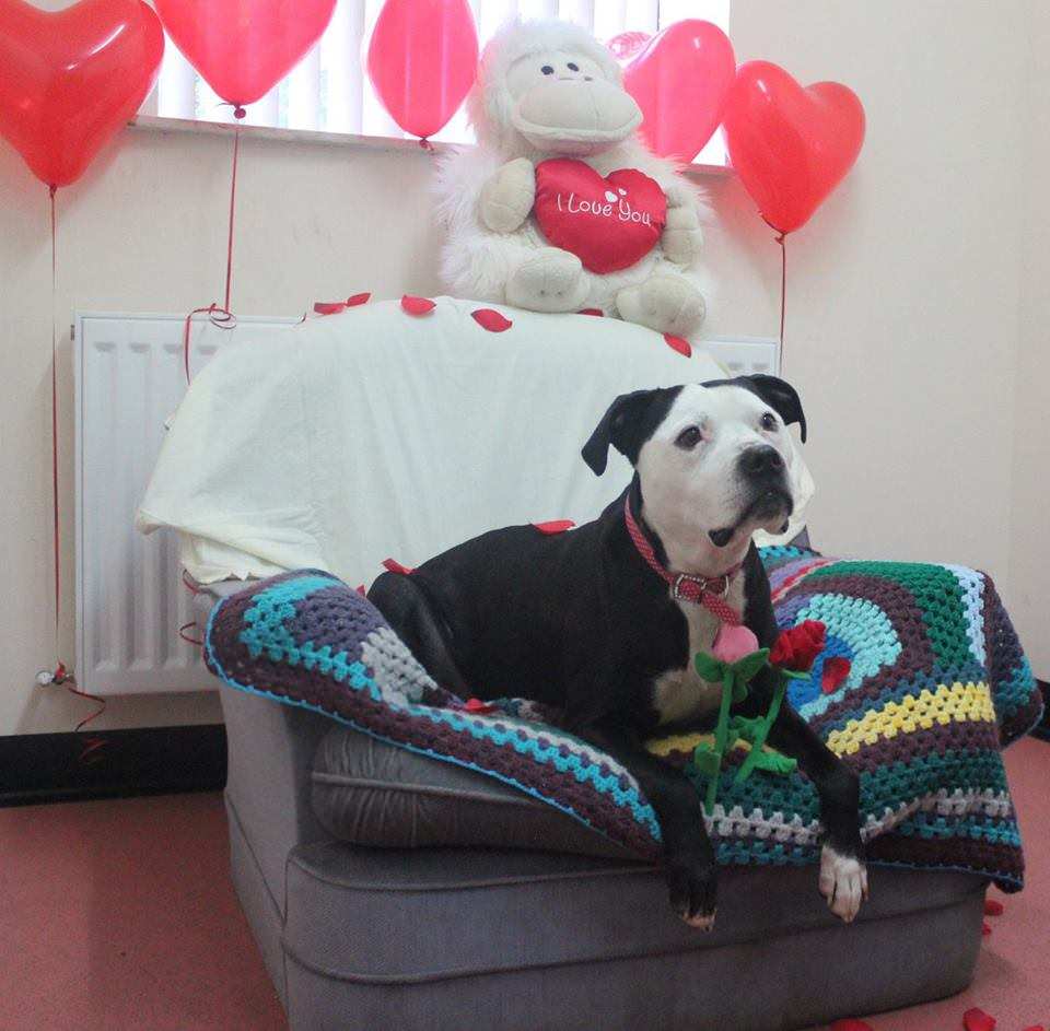 Desperately Seeking a Home: This 10-Year Old Dog Has Spent EIGHT YEARS In Rescue 1 Desperately Seeking a Home: This 10-Year Old Dog Has Spent EIGHT YEARS In Rescue