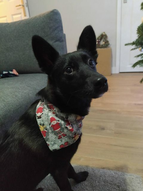 13 Black Dogs Who Need Some Luck 6 13 Black Dogs Who Need Some Luck