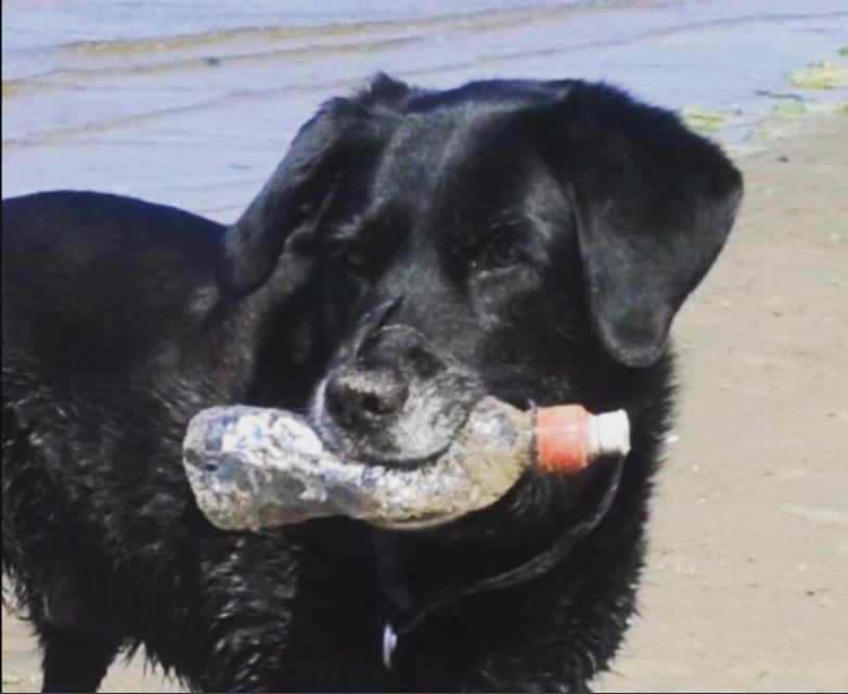Meet the Dogs and Owners Pledging to Pick up 22 Million Pieces of Plastic 1 Meet the Dogs and Owners Pledging to Pick up 22 Million Pieces of Plastic