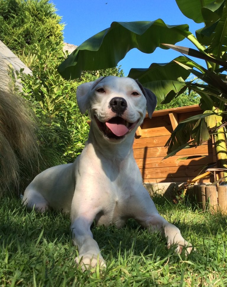 Meet the Rescue Dogs Once Abandoned, Now Sniffing Out Trouble