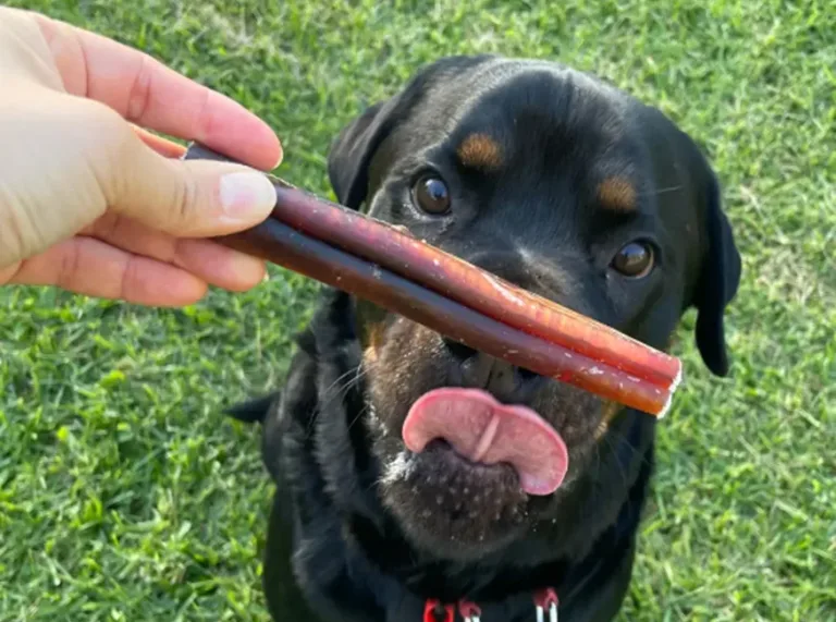 Bully Sticks, Kangaroo Tendons or Goat Horns: Choosing the Right Natural Chew 8 Bully Sticks, Kangaroo Tendons or Goat Horns: Choosing the Right Natural Chew