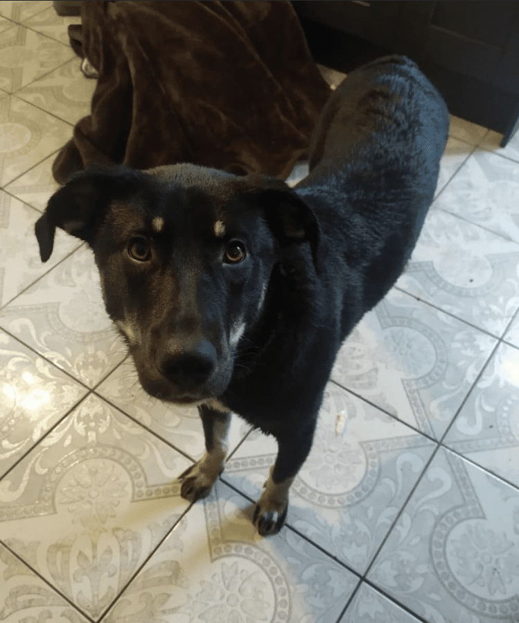 13 Black Dogs Who Need Some Luck 9 13 Black Dogs Who Need Some Luck