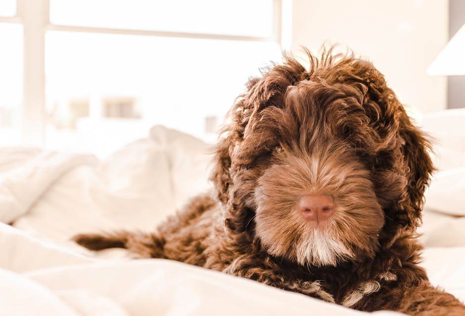 Top Dog Groomers Reveal Professional Secrets (Ultimate Guide To Dog Grooming) 2 Top Dog Groomers Reveal Professional Secrets (Ultimate Guide To Dog Grooming)