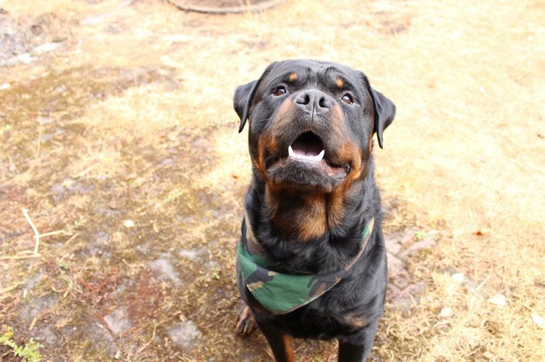 Are Probiotics Good for Dogs? 77 Are Probiotics Good for Dogs?