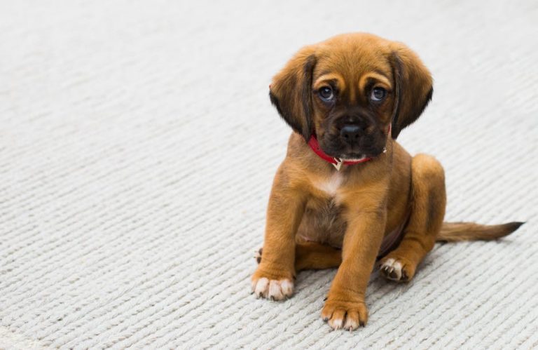 Am I Passing My Own Anxieties Onto My Dogs? 62 Am I Passing My Own Anxieties Onto My Dogs?