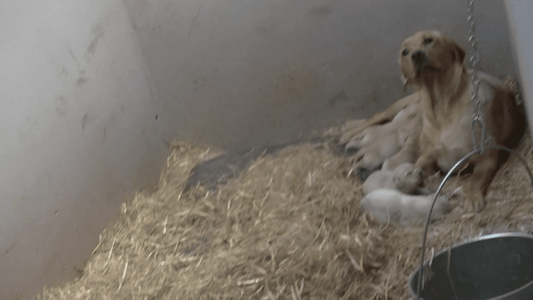 The Heartbreaking Reality of the Puppy Farming Industry in Wales 37 The Heartbreaking Reality of the Puppy Farming Industry in Wales