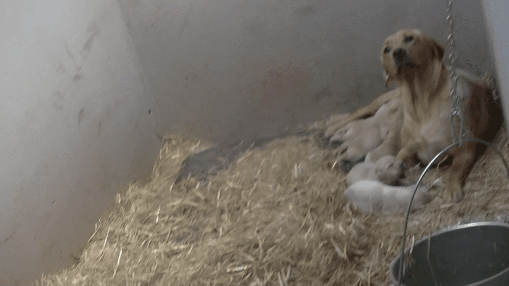 The Heartbreaking Reality of the Puppy Farming Industry in Wales