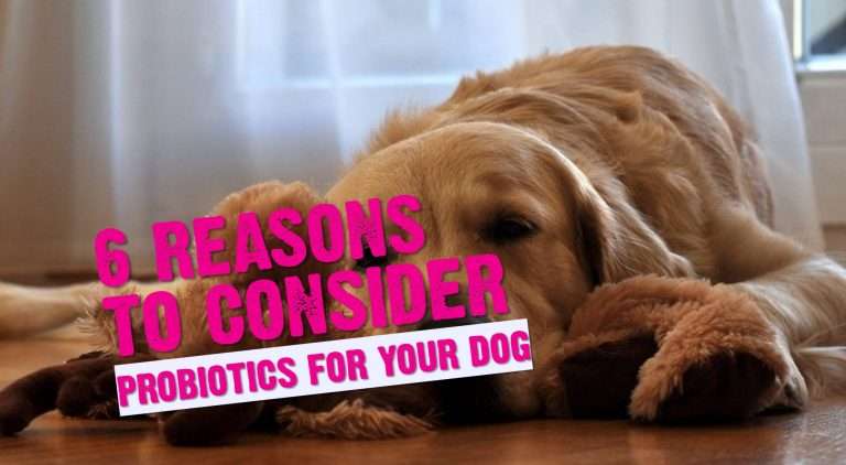 6 Reasons You Should Consider Probiotics For Your Dog 21 6 Reasons You Should Consider Probiotics For Your Dog
