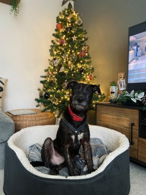 13 Black Dogs Who Need Some Luck 4 13 Black Dogs Who Need Some Luck