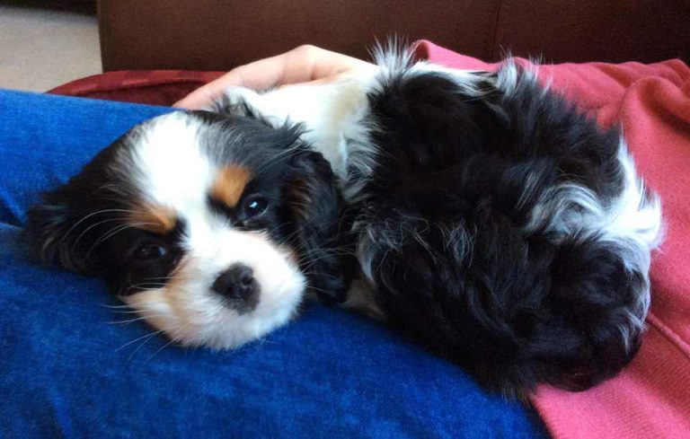 How Close Are We to Ending Puppy Farming in the UK?