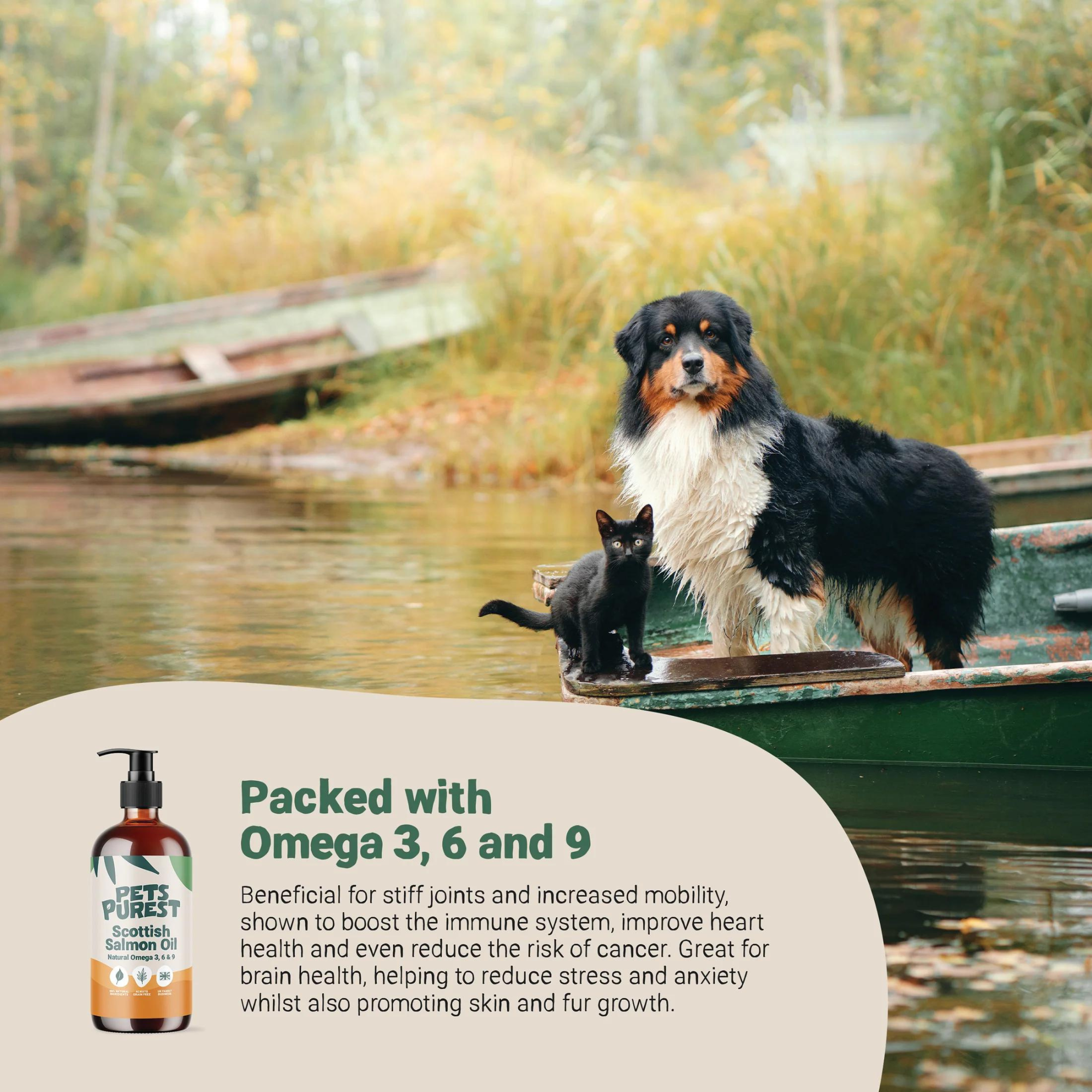 Liquid Gold For Dogs: Uncovering The Benefits Of Scottish Salmon Oil 4 Liquid Gold For Dogs: Uncovering The Benefits Of Scottish Salmon Oil