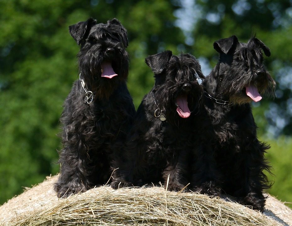 How to Stop a Dog Shedding