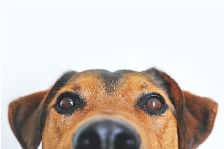 Enhancing Canine Health Through Proper Nutrition