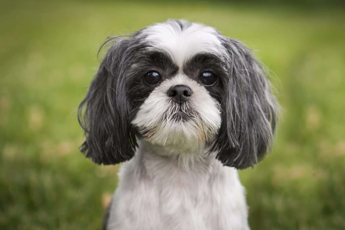 New Research Highlights the Surprisingly Good Health of Shih Tzus in the UK 2 Shih Tzu front facing