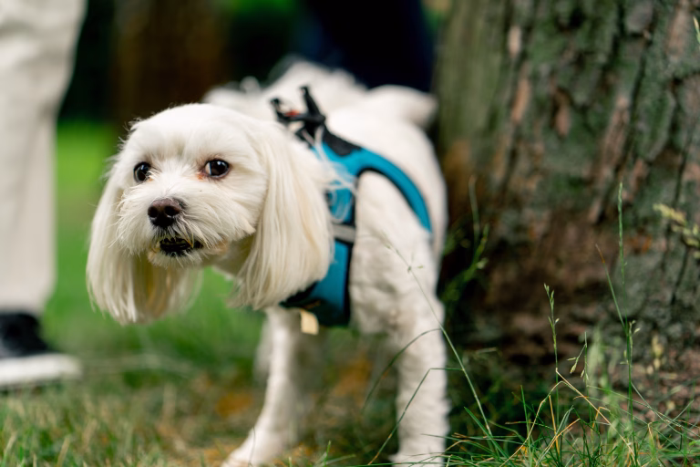 Simple Fixes for Common Walking Issues: From Pulling to Stopping