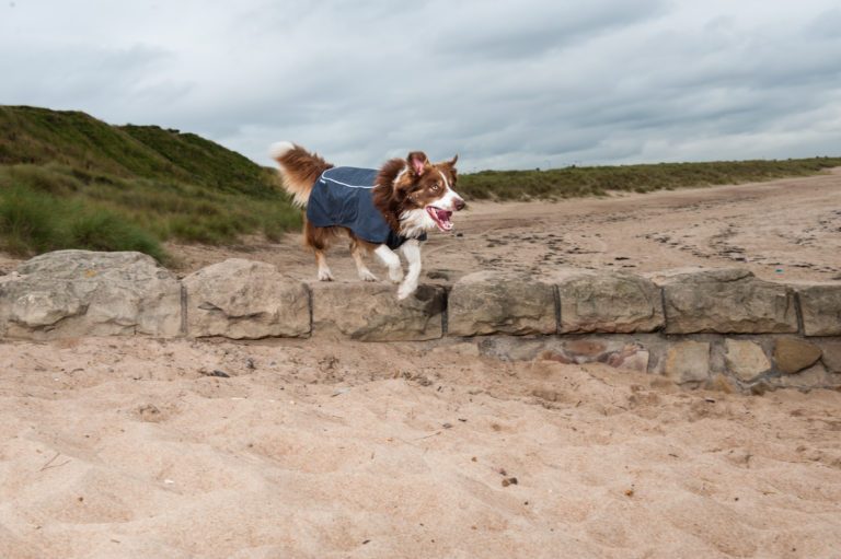 These 4 Products Are Just What You & Your Dog Need This Autumn