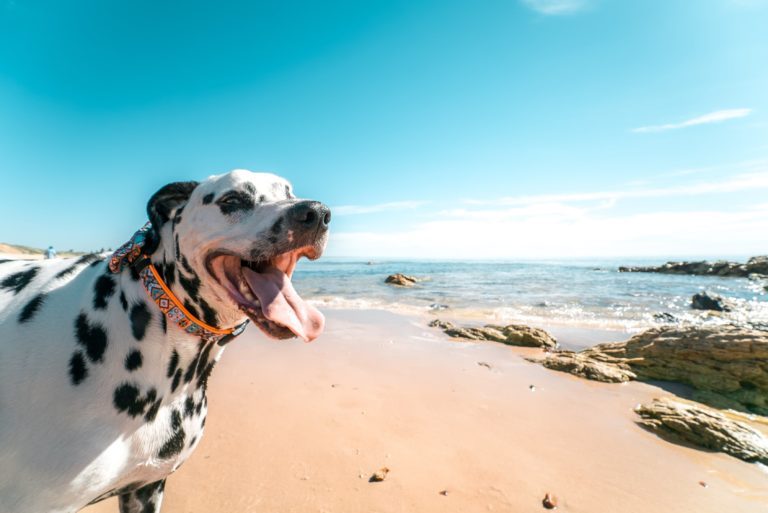 5 Things That Should Be On Your Dog's Summer Bucket List